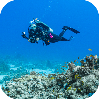 a diver near marine life enjoying photography on a trip arranged by the scuba club tucson