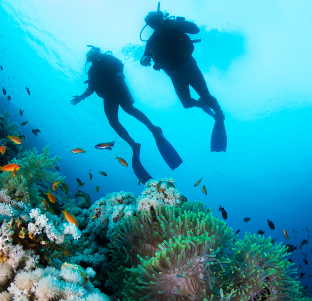 scuba divers with the marine life at the scuba travel arranged by the scuba club tucson