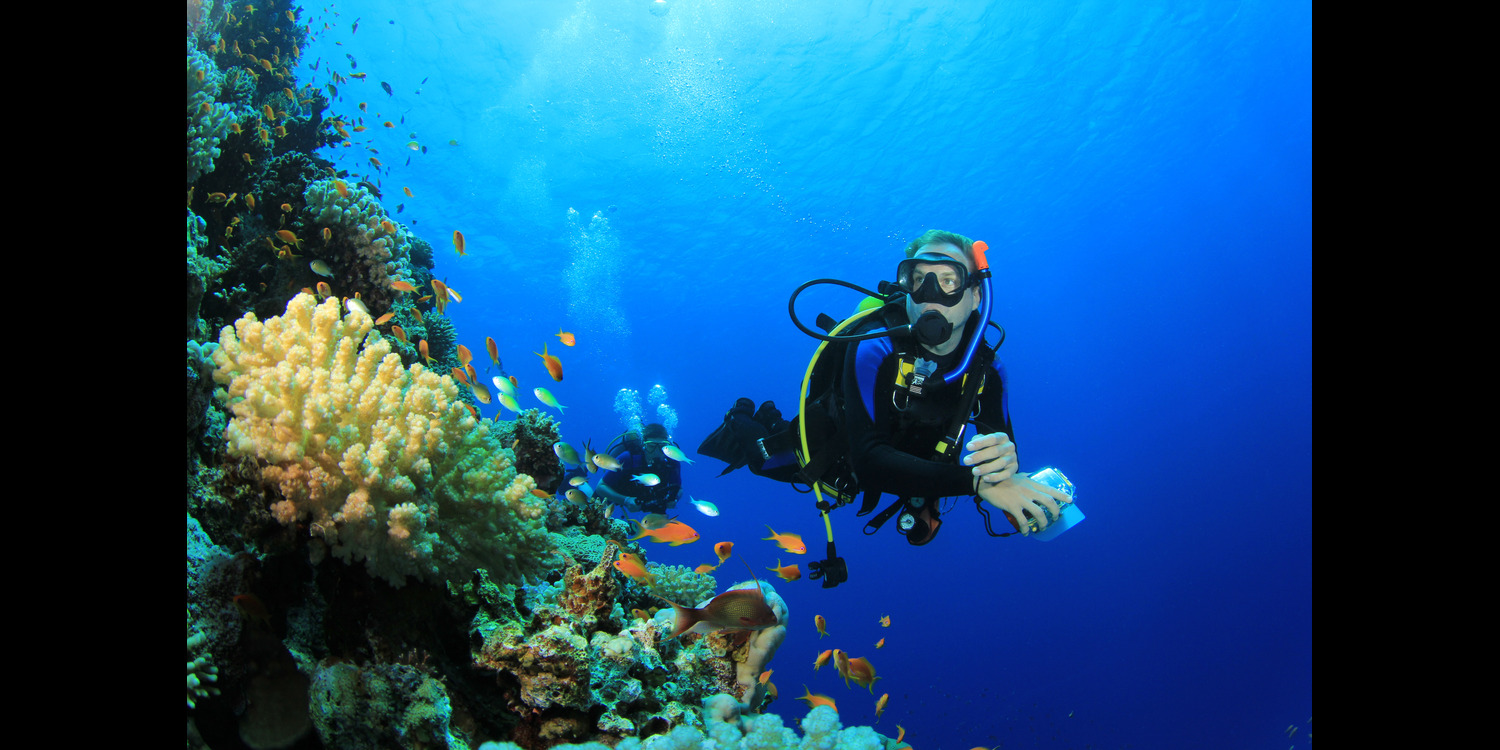 Scuba diver viewing coral while Diving In San Carlos