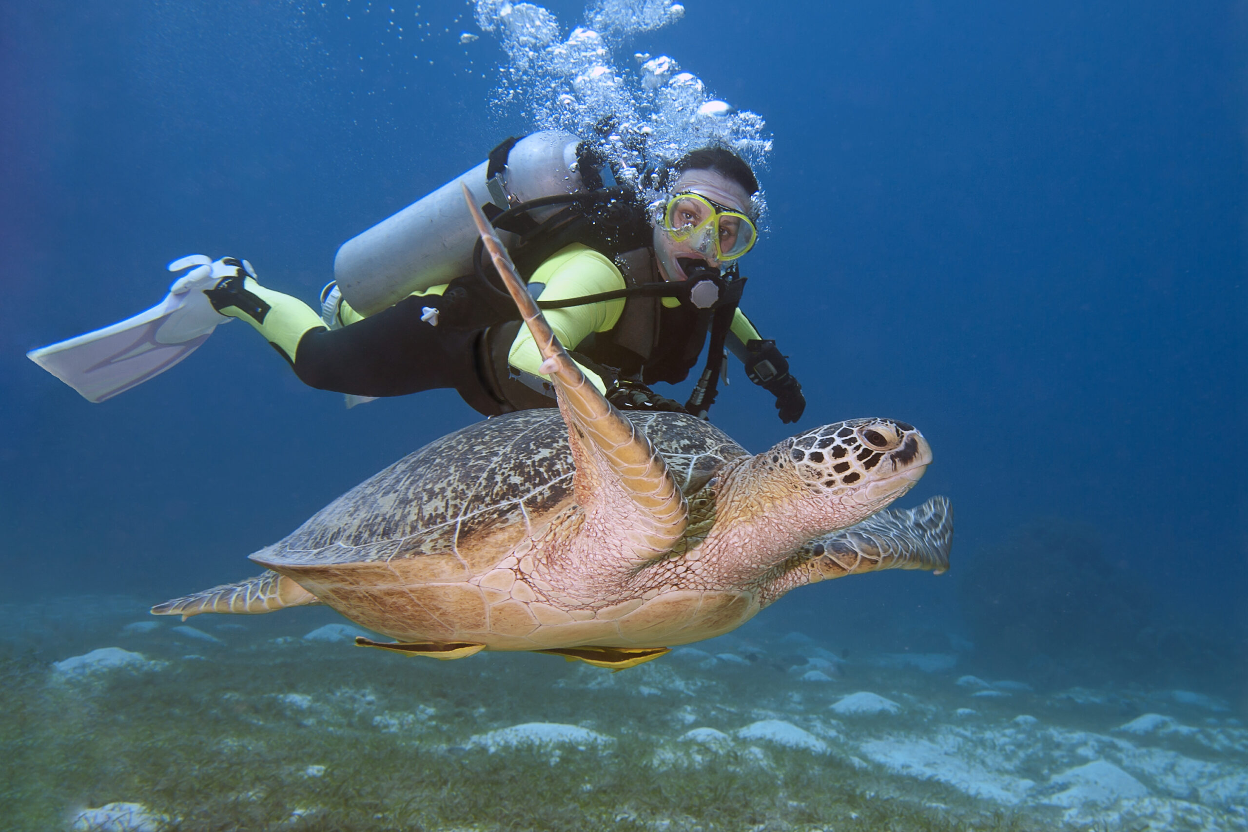a woman diver with a sea turtle