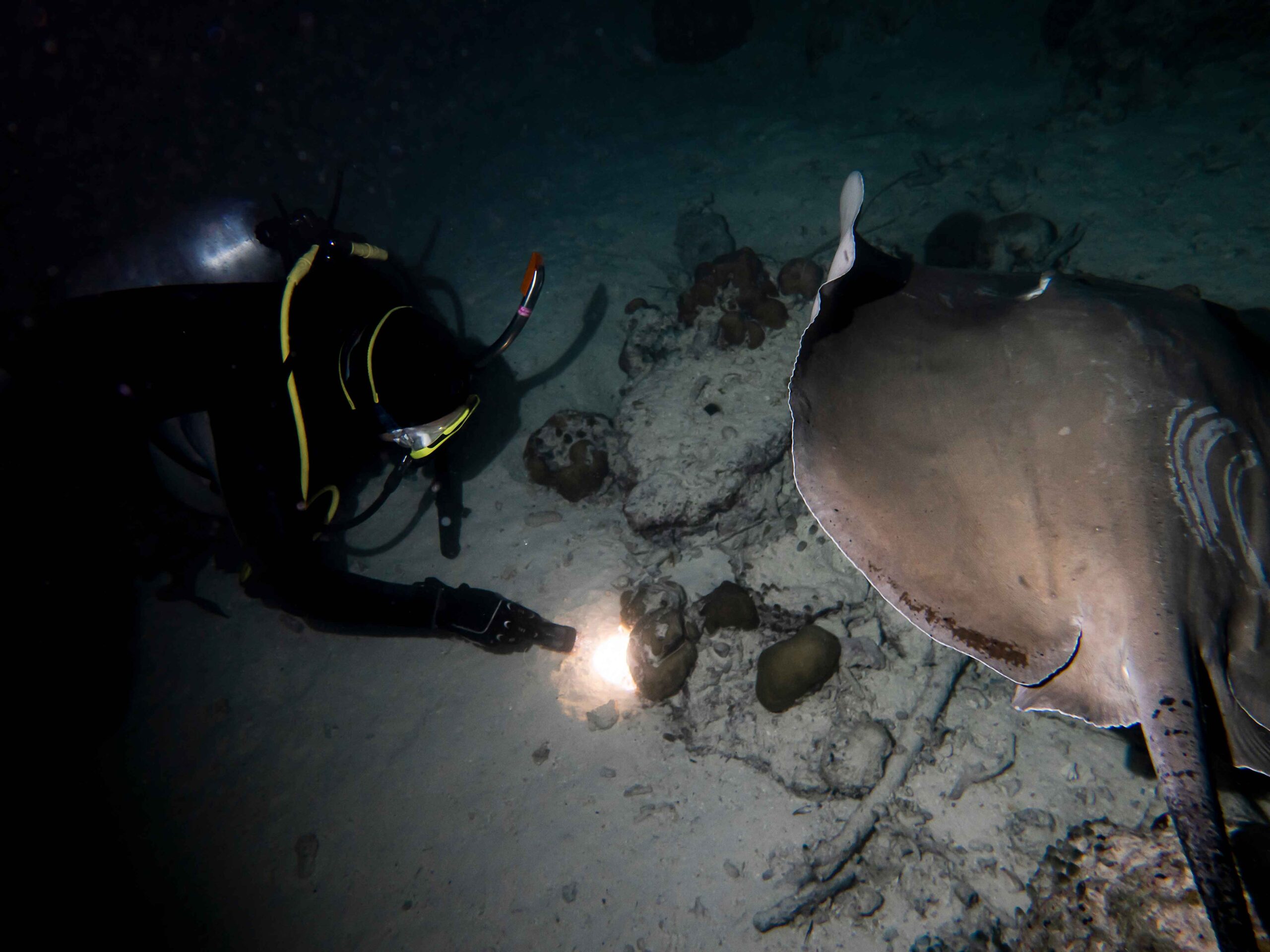 a scuba diver night diving and exploring arranged by scuba club tucson