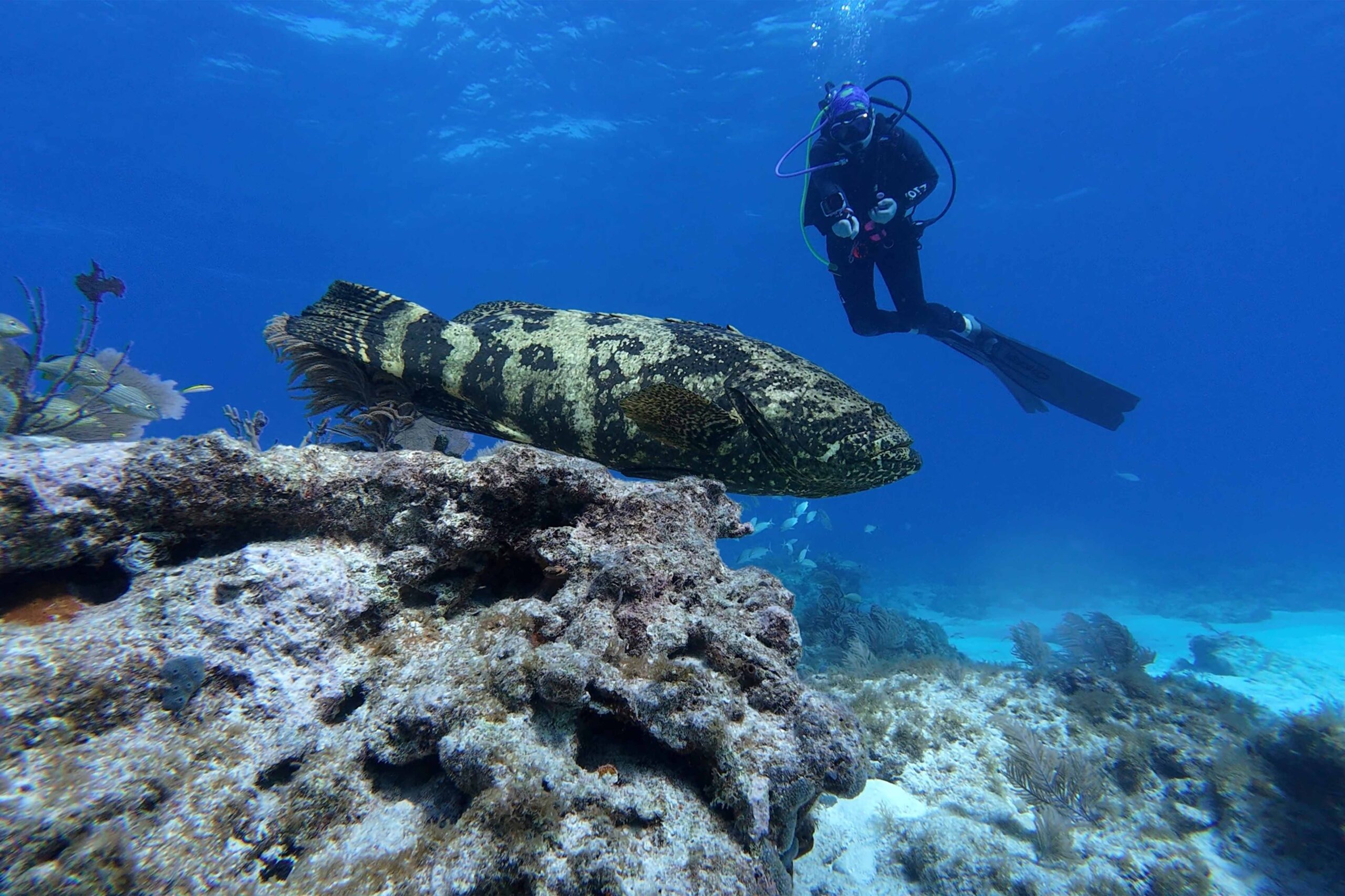 Conservation Focus: How Scuba Divers Can Protect Aquatic Life